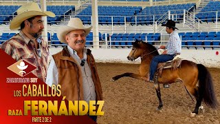 VICENTE FERNÁNDEZ HIZO CON SUS MANOS esta raza de caballos finos