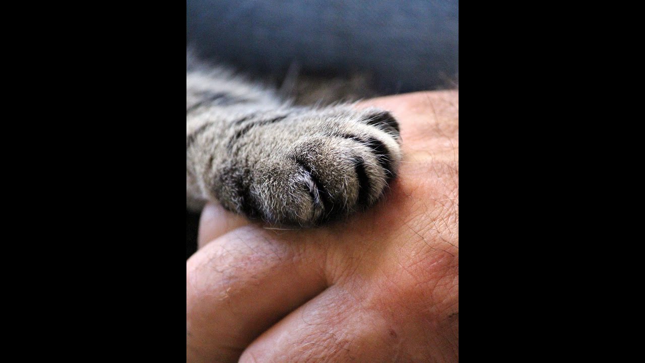 Why Did Humans Lose Their Fur? | SciTech Culture - YouTube