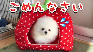 やんちゃな子犬がとうとう愛猫に大変なことをしてしまいました【成長記録16】