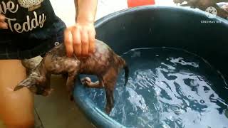 bathing kitten / kitten shower |cat bath/ children love to give kitten bath | #youtubeviralvideo