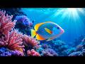 The Best 4K Aquarium – Peaceful Underwater World &amp; Soothing Music for Deep Sleep