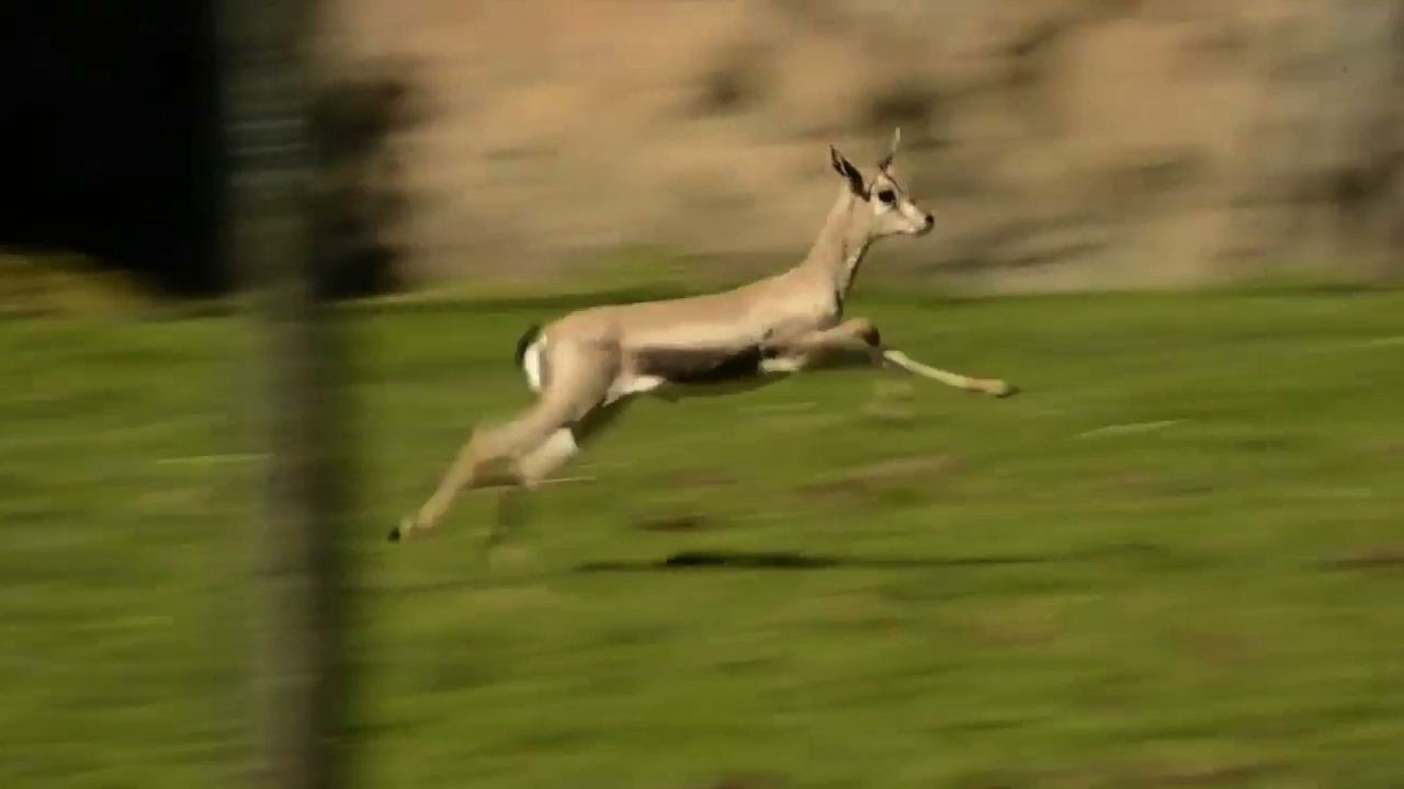 Baby gazelle that almost didn't survive birth now zooms around ... Baby gazelle that almost didn't survive birth now zooms around Oregon Zoo - YouTube