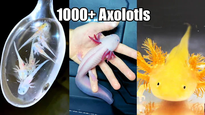 He has Thousands of Axolotls - DayDayNews