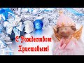 Поздравление с Рождеством Христовым! Красивое музыкальное поздравление с Рождеством!