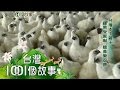 台灣本土雞王 有色雞達人 年產百萬隻 第069集 part3【台灣1001個故事】2010年