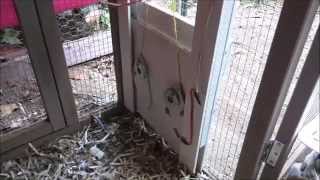 raspberry pi chicken door coop controlled adafruit