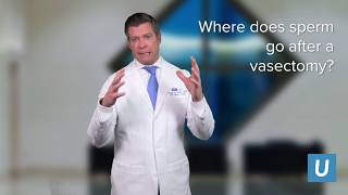 What happens to sperm after a vasectomy? - Jesse Mills, MD | UCLA Urology