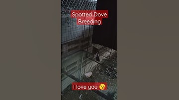 Spotted Dove Breeding #shorts