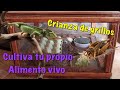 Cria/Cultiva grillos. Granja de grillos. Achata doméstica. MORDIDA DE SERPIENTE