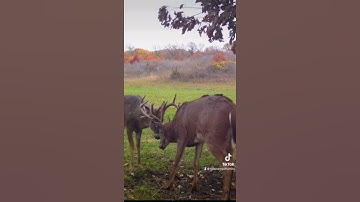 Should you pee in your mock scrapes!?