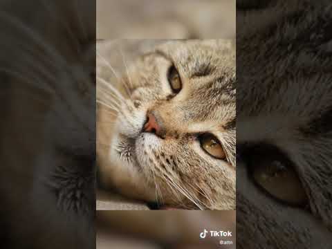 Video: 3 būdai, kaip patikrinti kačių ausų utėles