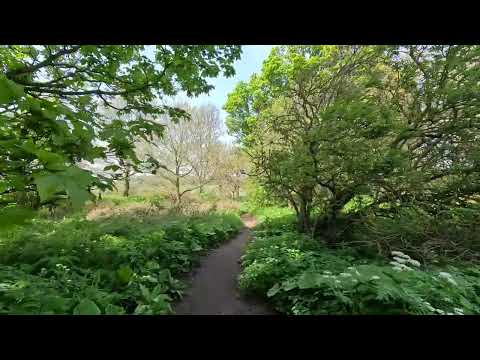 Exploring the Tranquil Beauty of River Almond | Walking Adventure in Edinburgh