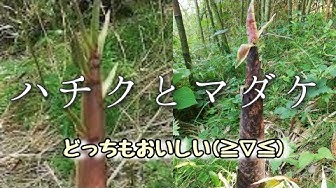 真竹 Youtube 真竹 Youtube