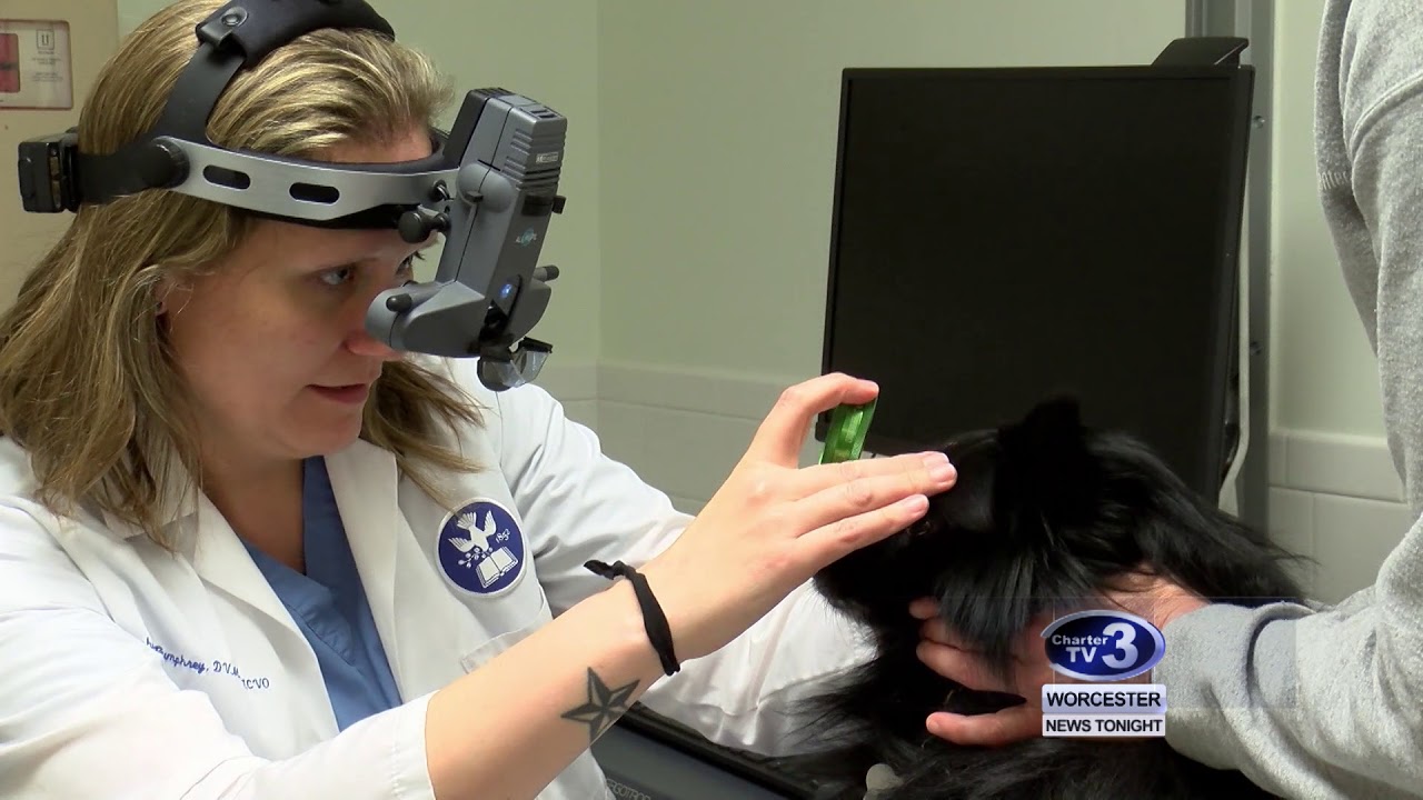 Eye Exams for Therapy Dogs May 22nd, 2018 YouTube