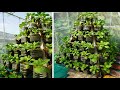 Tái chế chai nhựa trồng tháp rau cải thìa | Rec-plastic bottle to grow green pakchoi vegetable tower