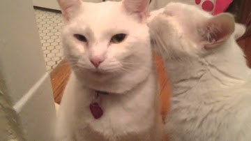 Cats in Love! Bianca & Charlie white cat