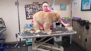 Nellie the Doodle Puppy--1st Haircut by Grooming with Lauren 15,817 views 4 years ago 42 minutes