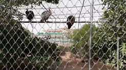 Different Kinds of animals in Bagh E Naran Hayatabad zoo