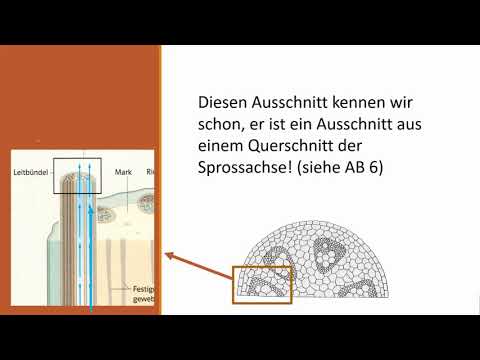 Video: In krautigen Pflanzen findet Guttation statt?