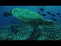 67 Minutes Deep Ocean Sleep 🌊 Drift Into Deep Rest | Calm & Safe Night