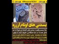 خود تحقیری حتی در حوزه بستنی وقتی در فضای مجازی همه چیزی را با هم قاطی می کند اما واقعیت
