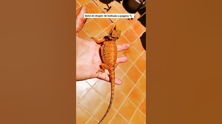 Pogona 🦎 Dragón barbudo 🐲