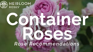 Roses for Containers | Rose Recommendations
