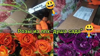 💥РОЗы из "Души сада" 💥🌹🌹🌹-первая розовая "ласточка" в этом сезоне 😃🙏...