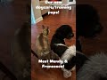 Our new daycare/training pups! Yaaaay! 🐾🤩#tampabaycanineretreat #dogtraining #doggydaycare