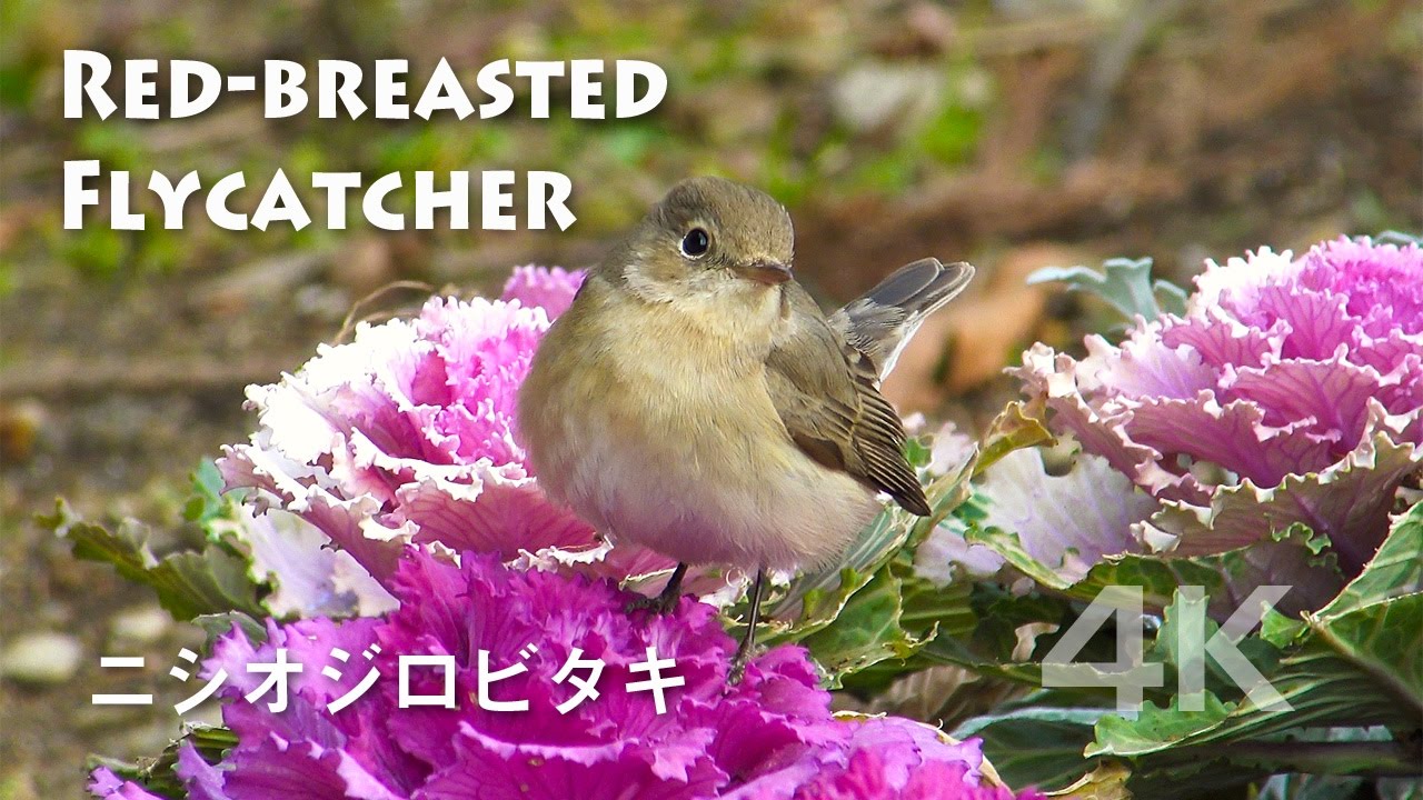 野鳥撮影・ ニシオジロビタキ Red-breasted Flycatcher 