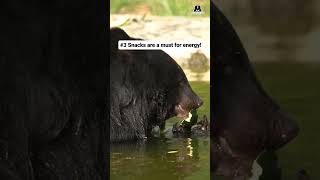 Learn How To Swim From Black Bears!