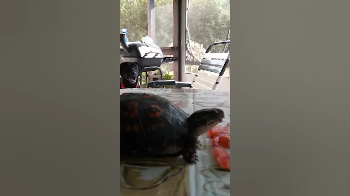 Dog Turtle and Tomato