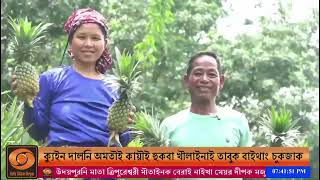 Gomati Farmer Earns ₹10 Lakh from Queen Pineapple Cultivation