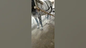 Horse Stallion 534 