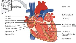 CHEST PAIN - CAUSES AND TREATMENT PROCEDURE