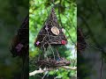 Sometimes it feels like we’re stepping into the birds’ world,..#birds #asmr #birdingparadise #fypシ