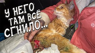 Спасение животных/Два котика Миша и Лучик/ Сможем ли помочь?