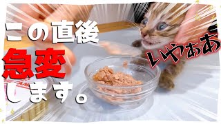 【はじめての離乳食】一口食べたら変わります。震えるほどにうまいそれがロイヤルカナン★おしゃべり猫発見！【保護猫生活27日目】