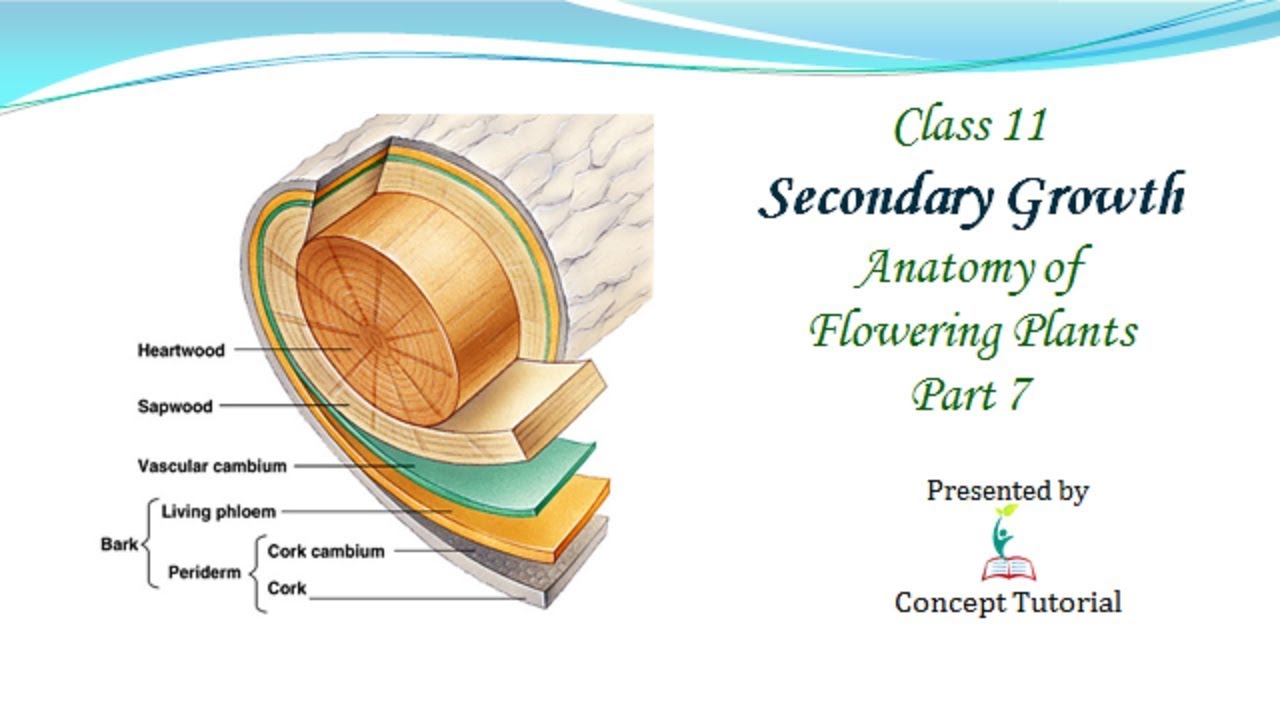 Secondary Growth in Plants | Anatomy of Flowering Plants (Part 7 ...