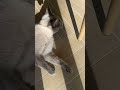 She Is Grrrrrr ЁЯлжЁЯТЛЁЯлж Music Cat So Cute She Is Grrrrrr ЁЯлжЁЯТЛЁЯлж Music Cat So Cute
