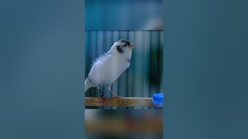 Kenari Gacor Ngerek Gaya Mewah! Buat Pancingan Kenari Lain Pasti Bakal Langsung Ikut Gacor 29
