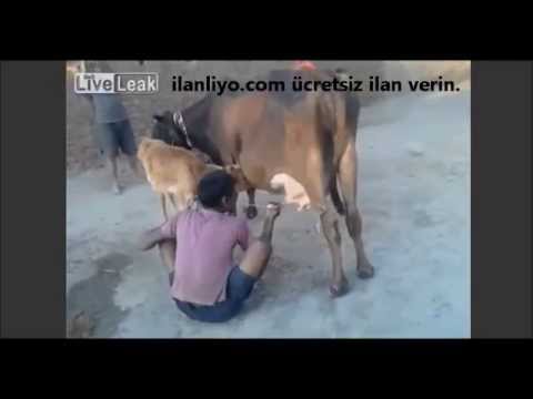 Susayan Hindistanlı Adam İnekten Sütü Ağzına Sağıyor :)