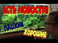 #Аквариум. Новости плохие и хорошие. Сапфировые попугайчики.