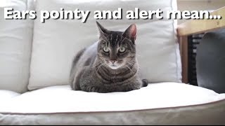 What Your Cat's Body Language is Really Saying by pleated-jeans 119,171 views 10 years ago 1 minute, 51 seconds