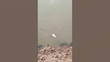 Câu cá bống đục mà dính cá chẽm luôn cả nhà ơi