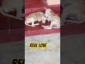 Pure love ❤️ #shortsvideo #shortsfeed #trending #animals #shortsviral #puppy #cutedogs #puppyvideos
