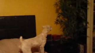 Soft Coated Wheaten Terrier goes crazy for flying toy by Paulina0618 11,009 views 15 years ago 2 minutes, 16 seconds
