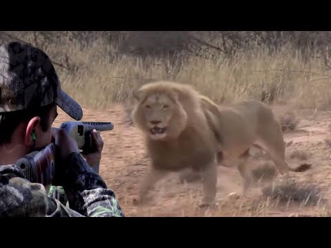 Lions Don't Be