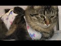 Кошка боится врачей | Хаски Гром и Кошка Овсянка