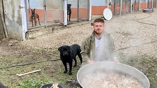 I Cooked 40 Kilos of Chicken and Made a Feast for My Dogs, They Liked It Very Much